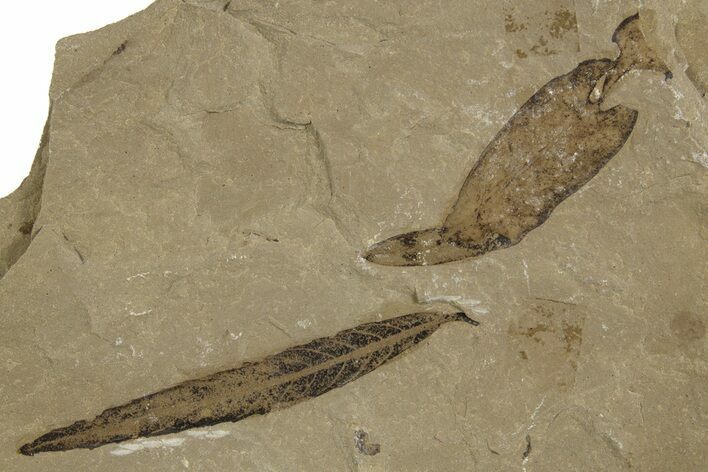 Fossil Willow Leaf and Laurel Leaf - Green River Formation, Utah #334328